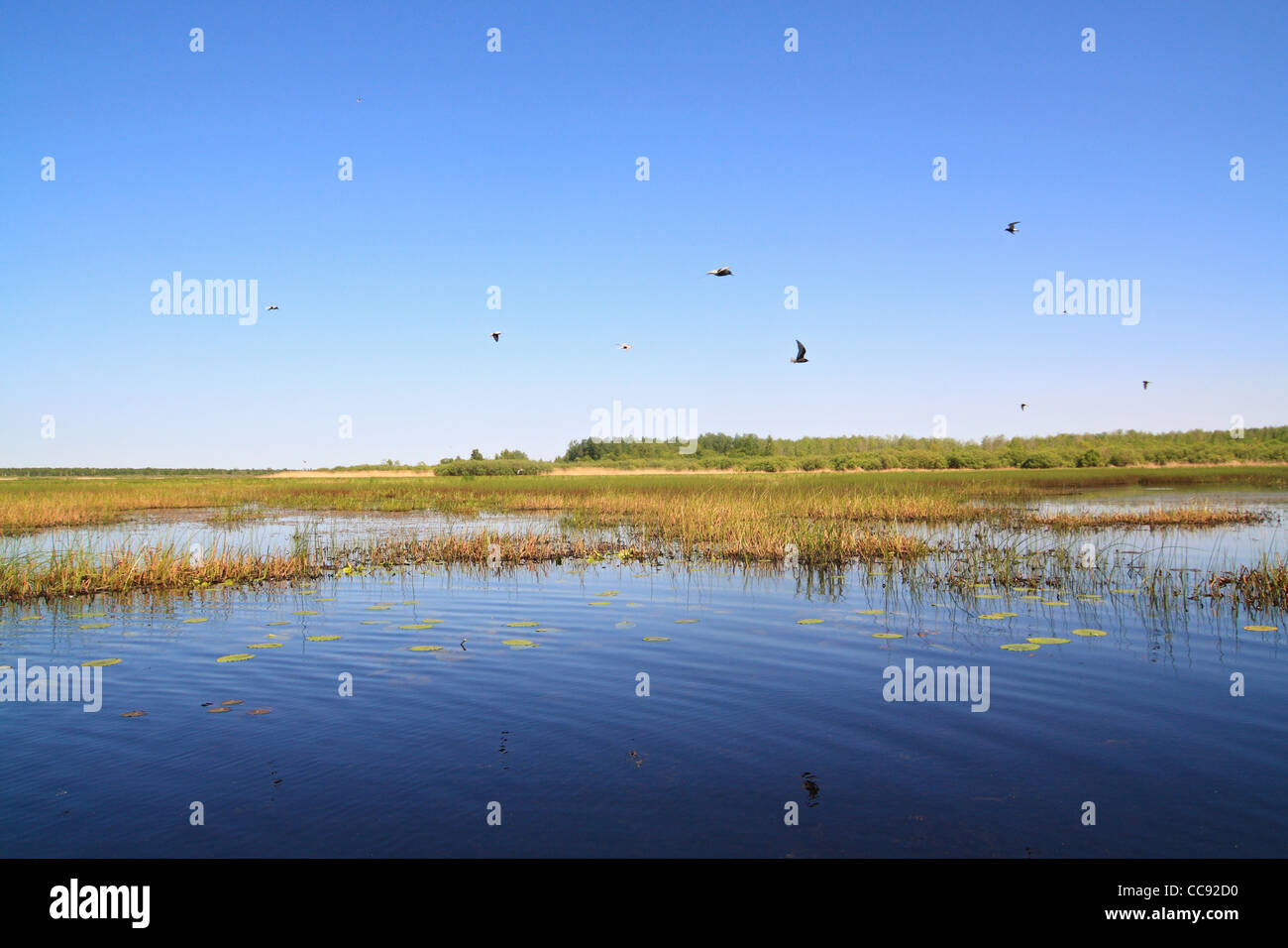 Gabbiani sul lago grande Foto Stock