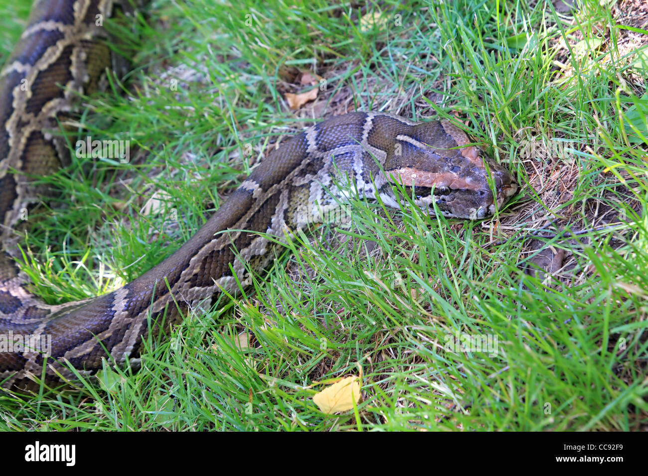 Big python su erba verde Foto Stock