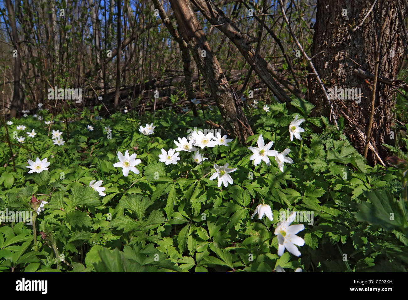 I bianchi bucaneve nella primavera del legno Foto Stock