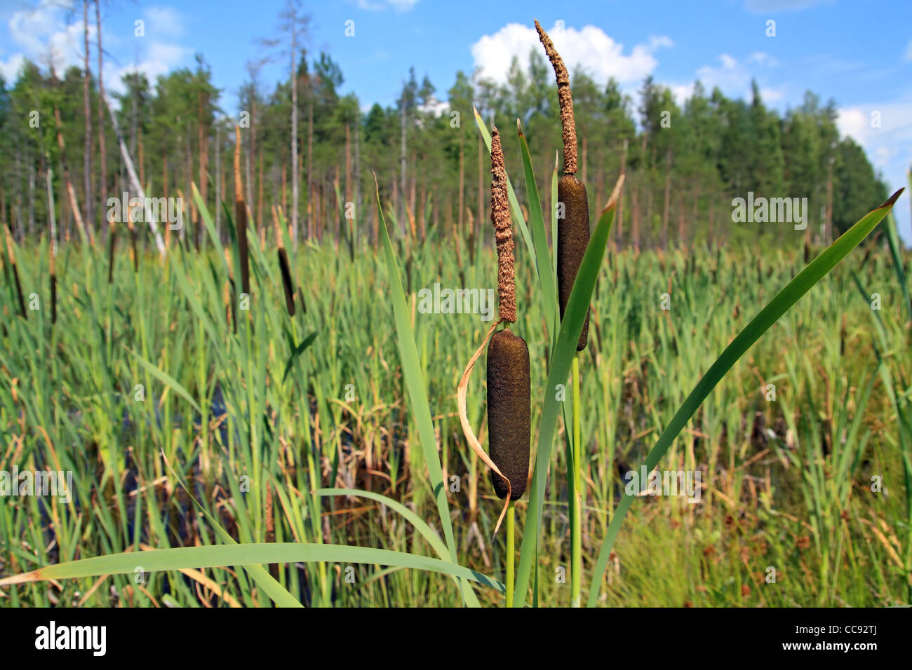 Red giunco tra foglio verde Foto Stock