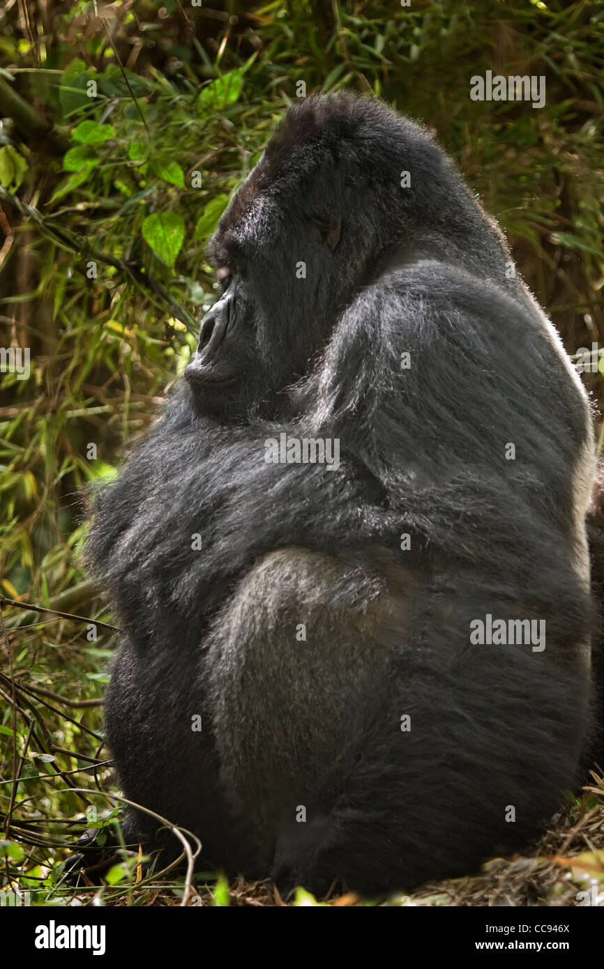 Profilo del maschio adulto abituare gorilla di montagna in Ruanda. Foto Stock