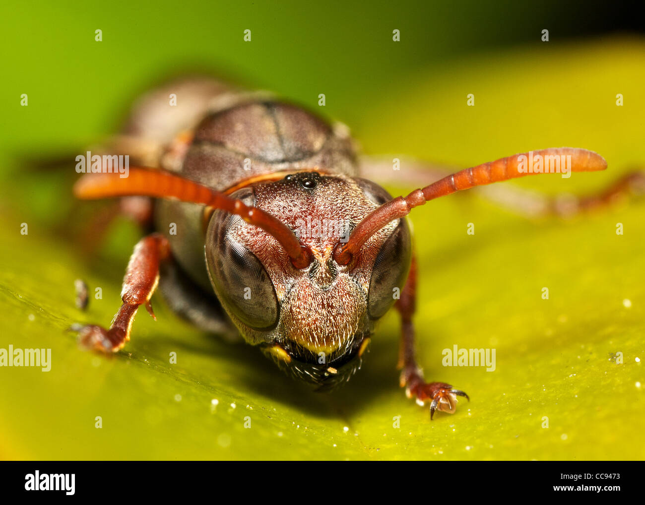 Primo piano di una vespa Foto Stock