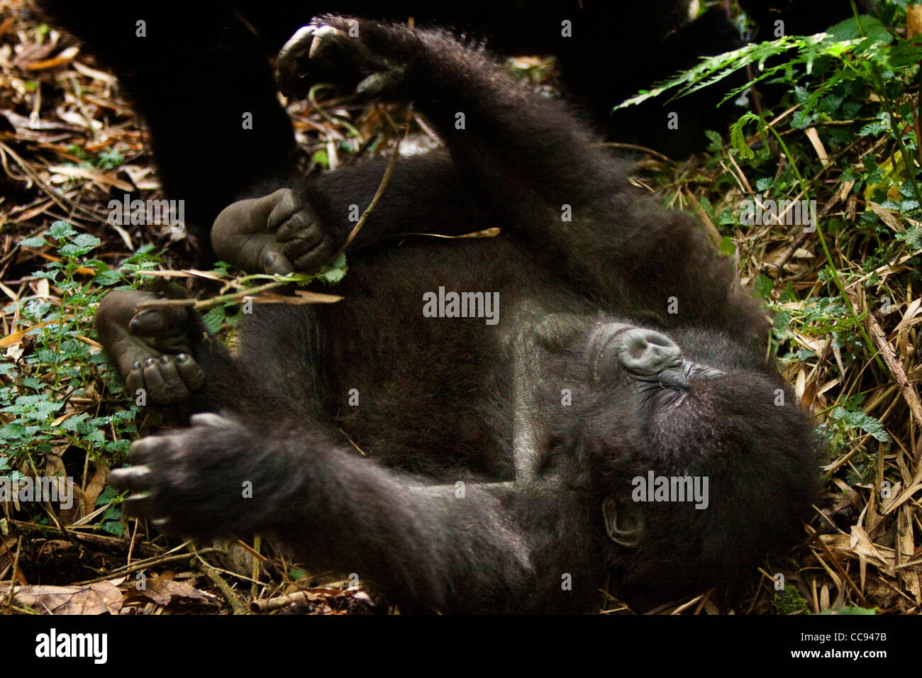 Giocoso toddler gorilla di montagna del Ruanda. Foto Stock