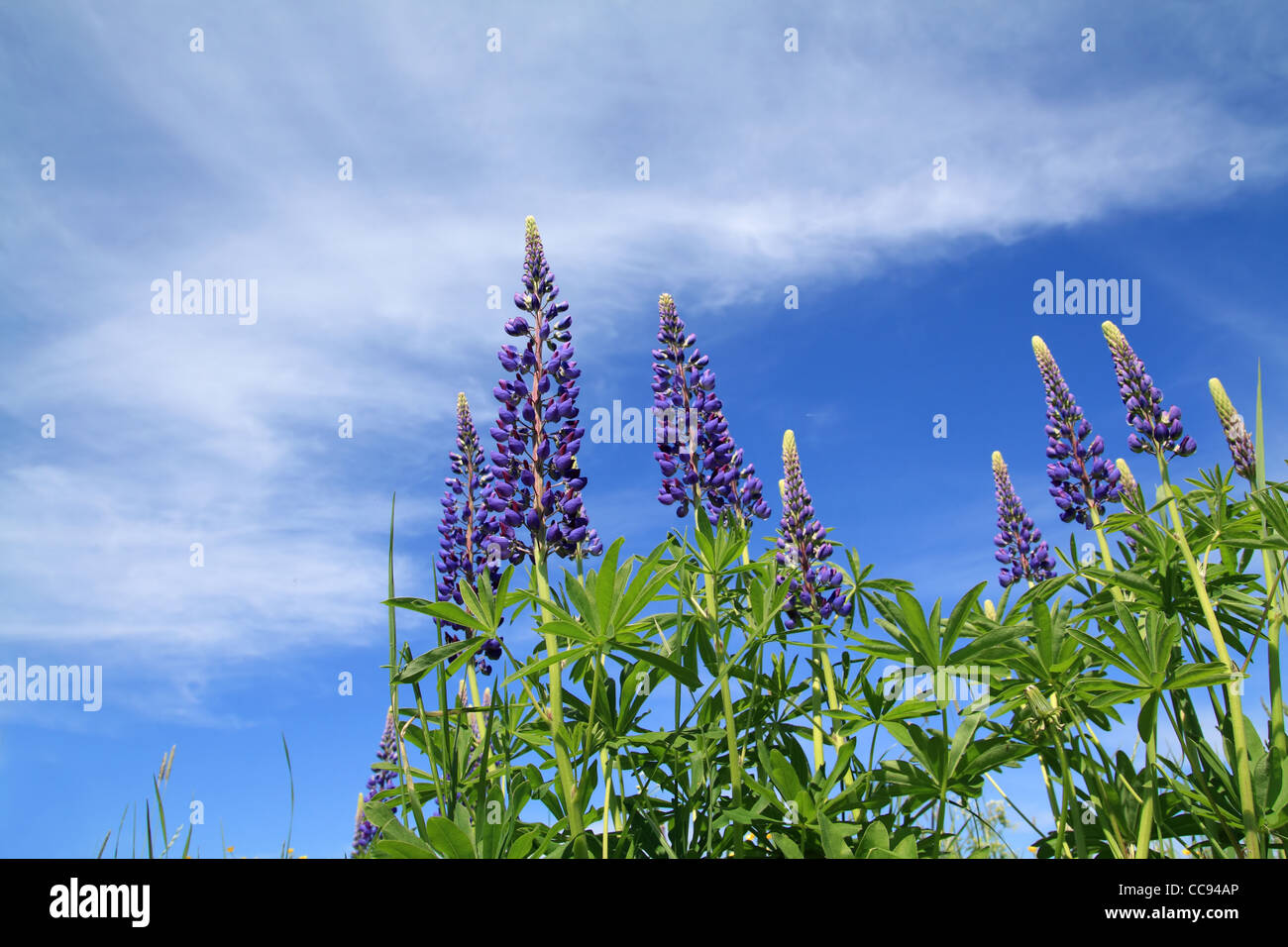 Lupini blu su sfondo celeste Foto Stock