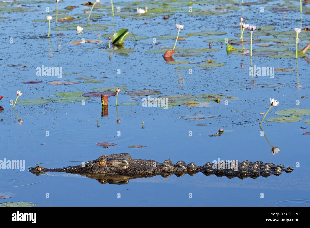 Grande coccodrillo di acqua salata, acqua gialla billabong, Parco Nazionale Kakadu, Territorio del Nord, l'Australia Foto Stock