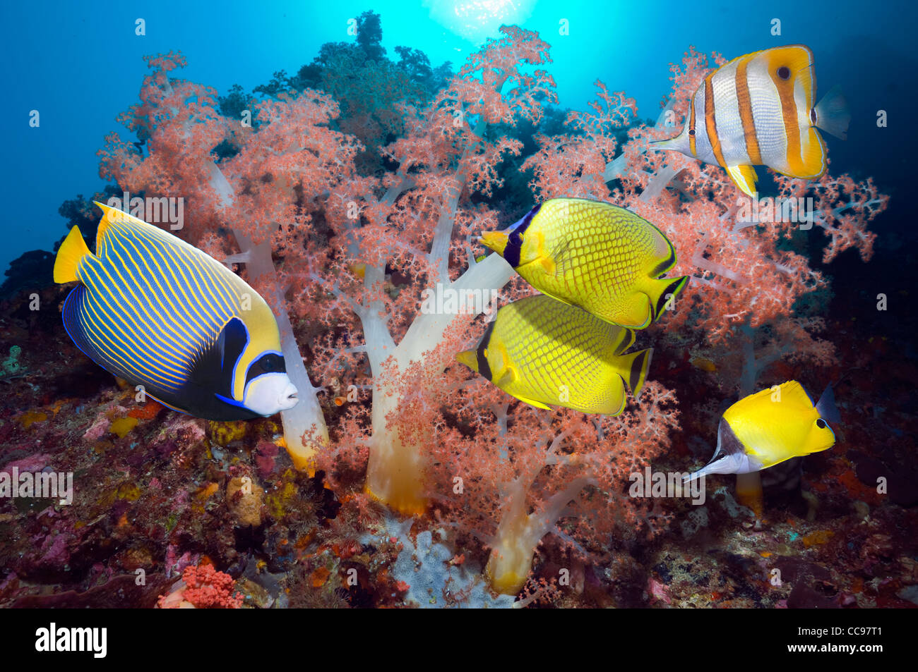 Coral reef con angelfish e butterflyfish Foto Stock