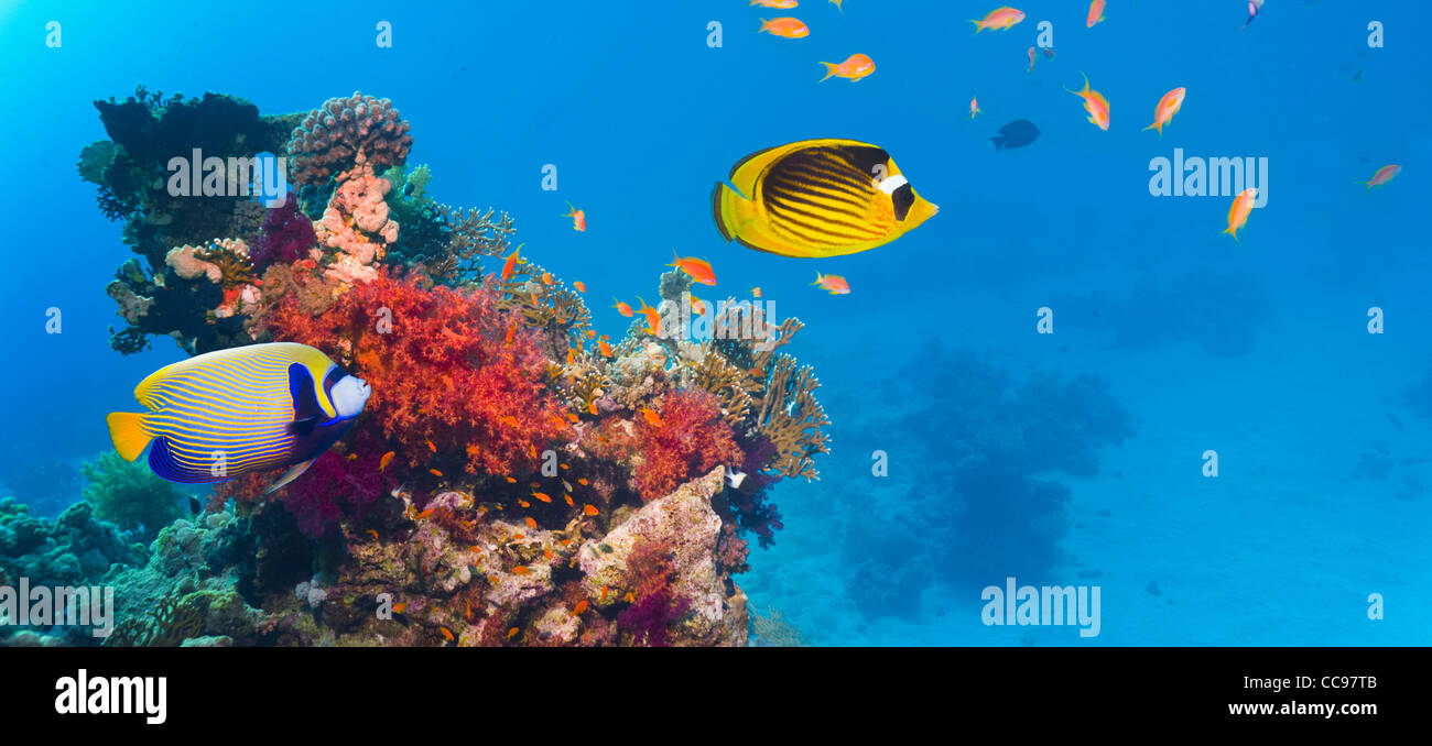Coral reef scenario. Mar Rosso, Egitto. Foto Stock