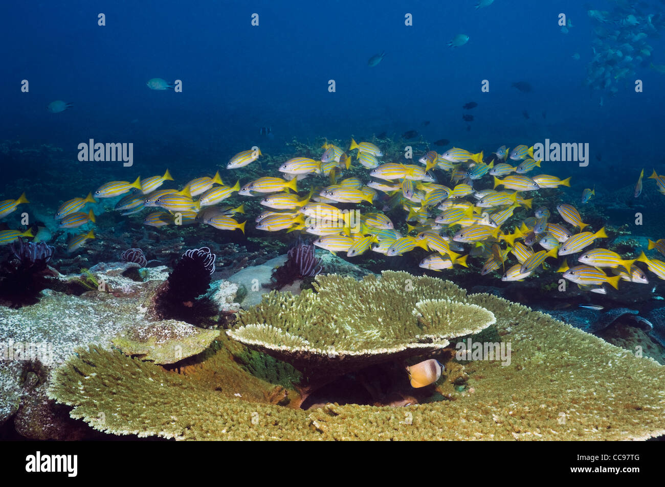 Blueline lutiani (Lutjanus kasmira) scuola sulla barriera corallina. Indonesia. Foto Stock