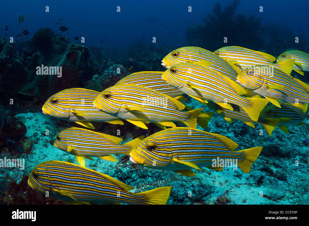 Giallo-nastro (sweetlips Plectorhinchus polytaenia). Indonesia. Foto Stock