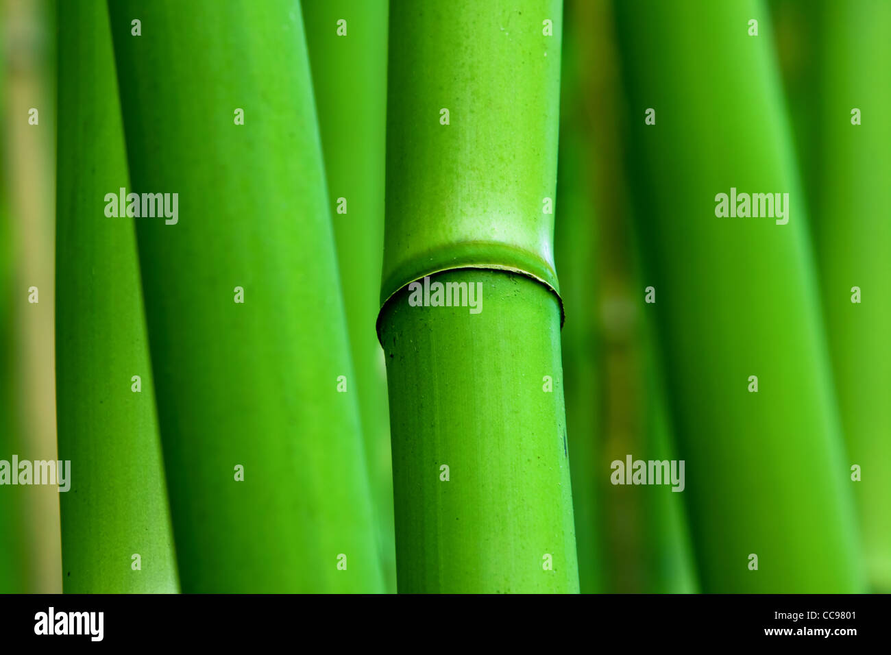 Verde di bambù Zen Foto Stock