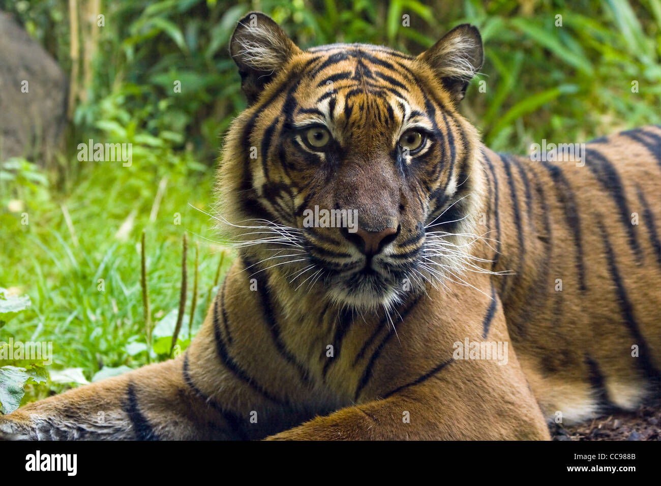 Femmina tigre indiana in appoggio e guardando in giro Foto Stock