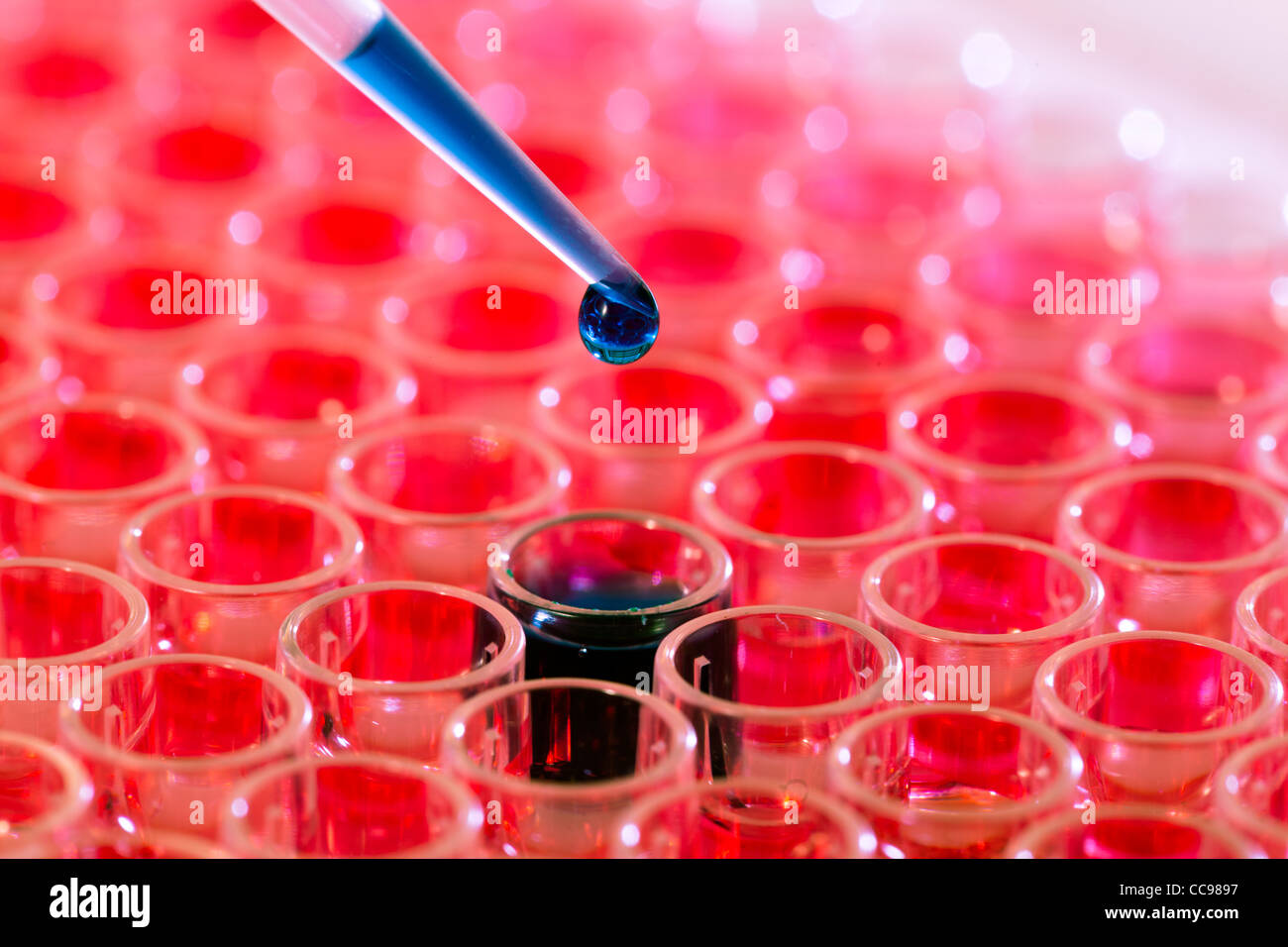 Esame del sangue. Pipetta mette i campioni di sangue in un multi-pozzetto per vassoio per i campioni di stampa Foto Stock