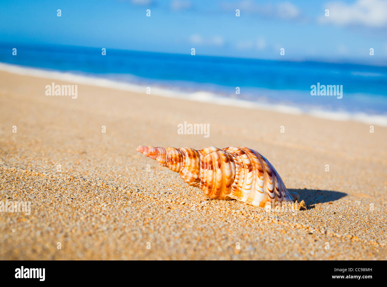 Shell sulla spiaggia esotica Foto Stock