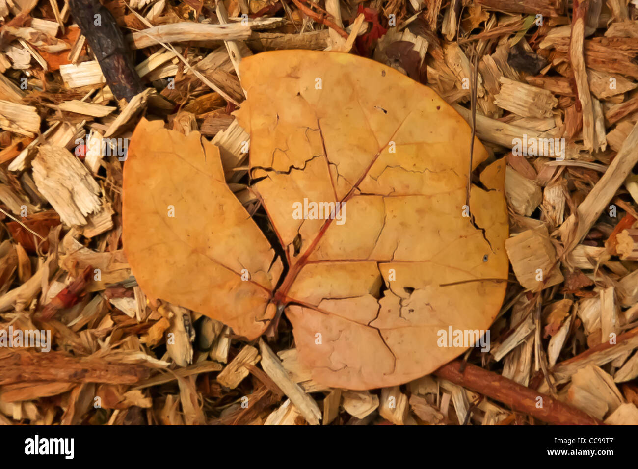 Primo piano della rotta caduto foglie di autunno Foto Stock