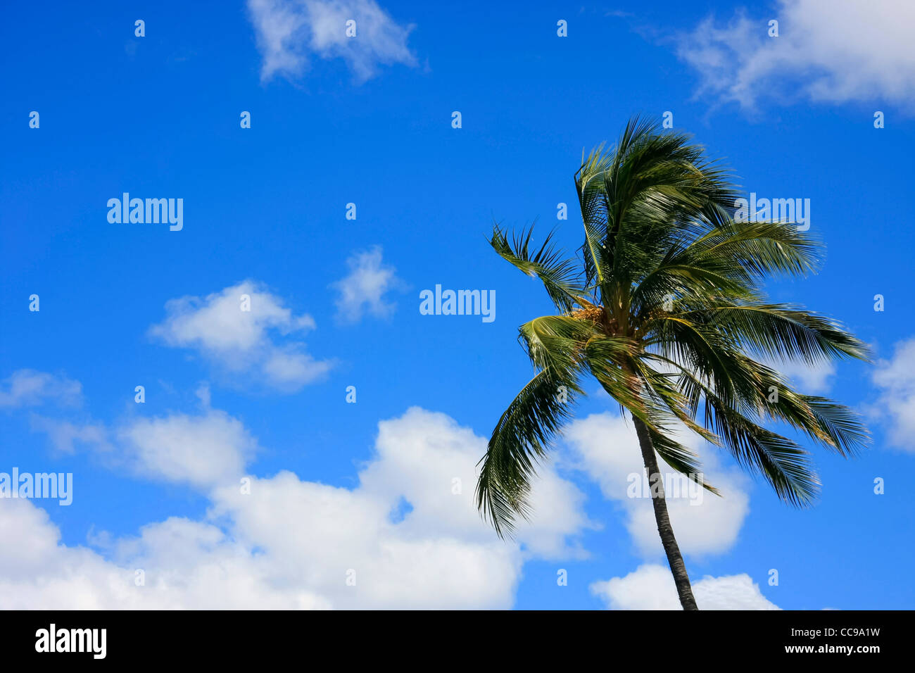 Pam tree durante le tempeste più leggermente offuscato il cielo blu Foto Stock