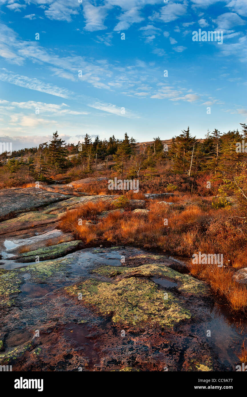 Il Granito e il fogliame groundcover, Cadillac Mountain, Parco Nazionale di Acadia, Maine, Stati Uniti d'America Foto Stock
