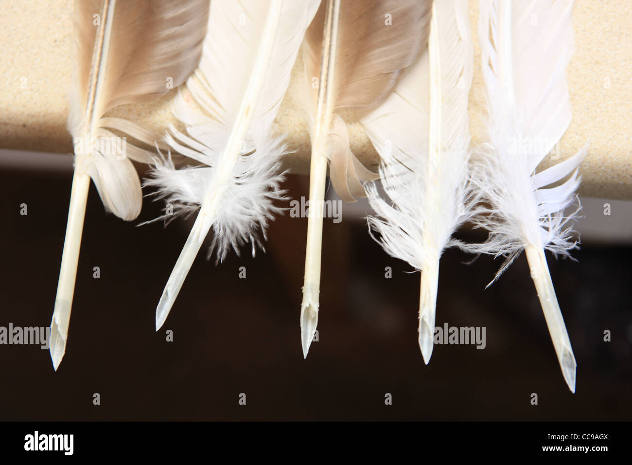 Mano Che Tiene La Penna Piuma - Fotografie stock e altre immagini di Penna  d'oca - Penna d'oca, Carta, Close-up - iStock