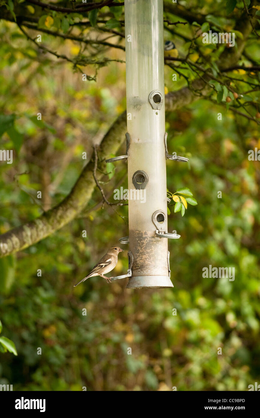 Fringuello, Fringilla coelebs, su un alimentatore di sementi Foto Stock