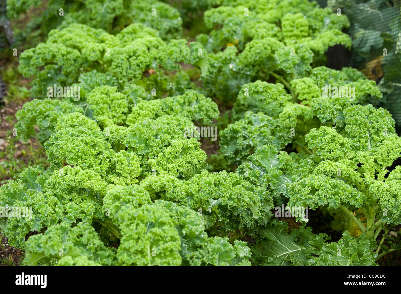 Kale "reflex", Brassica oleracea Foto Stock