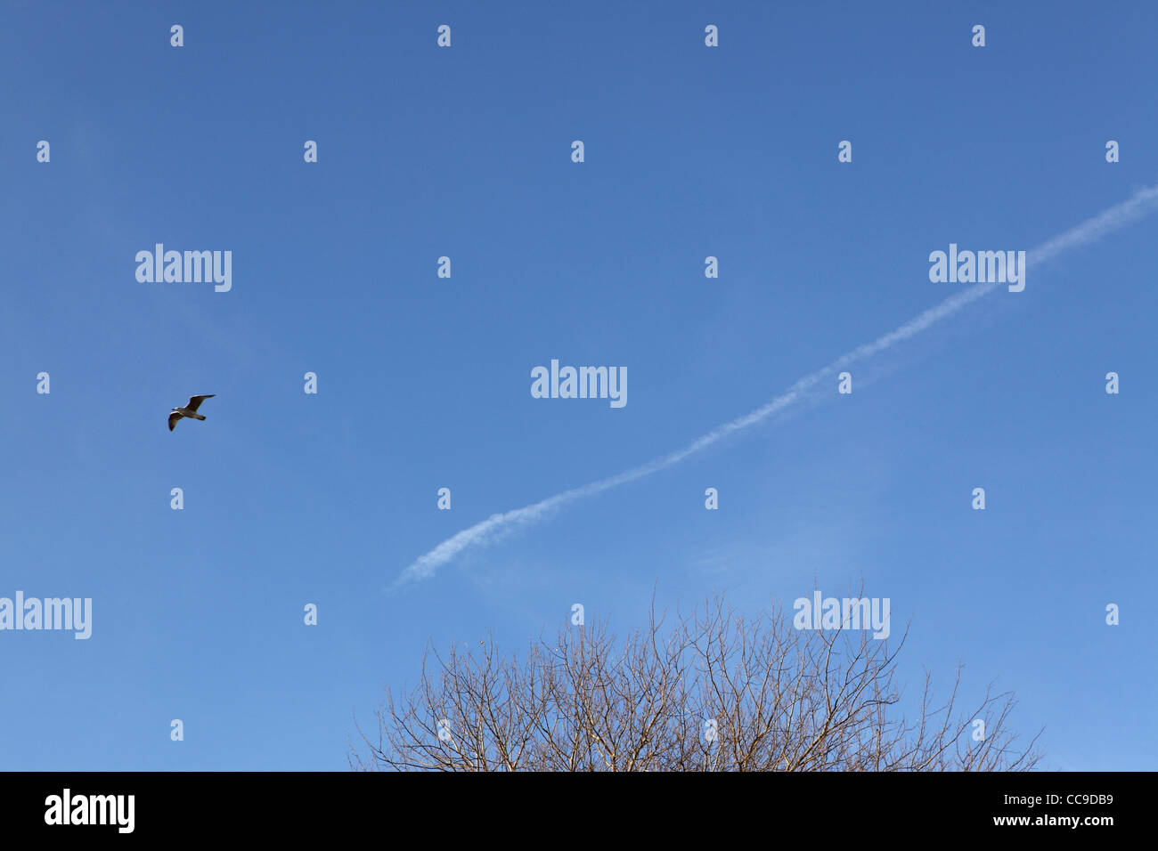 Sentiero di vapore nel cielo blu sopra tree top, Suffolk, Regno Unito Foto Stock