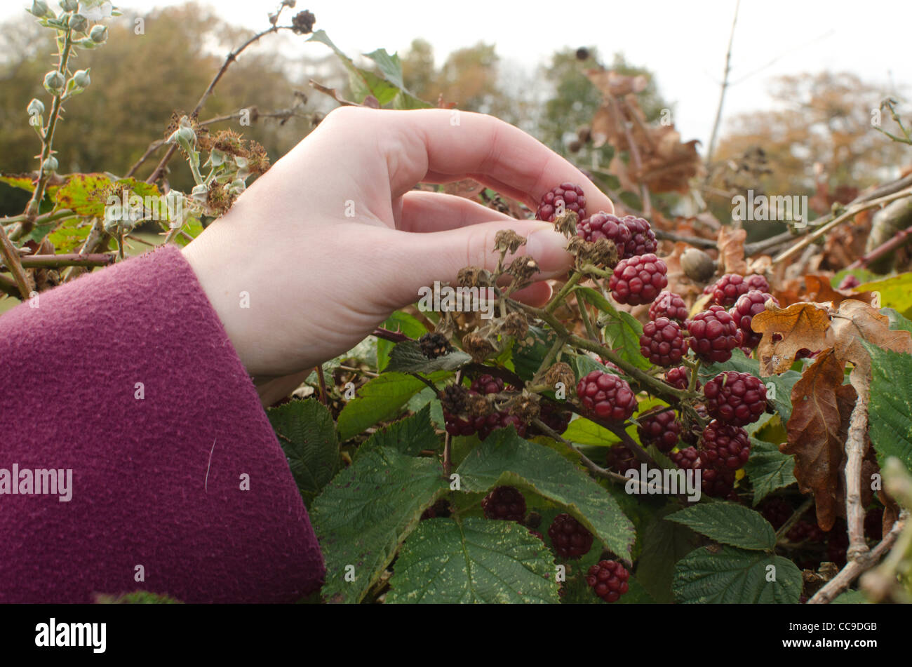 Femmina di raccolta a mano le bacche da una boccola, Thundersley, Essex, Regno Unito. Foto Stock
