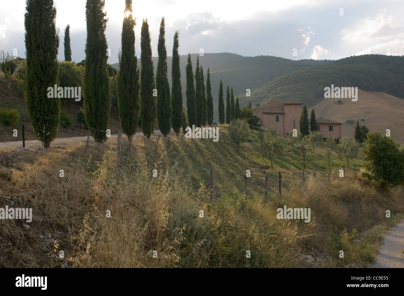 Un tipico agriturismo in Umbria, Italia, con la fine della sera sun rendendo i modelli di ombra attraverso il viale di alberi di cipro. Foto Stock