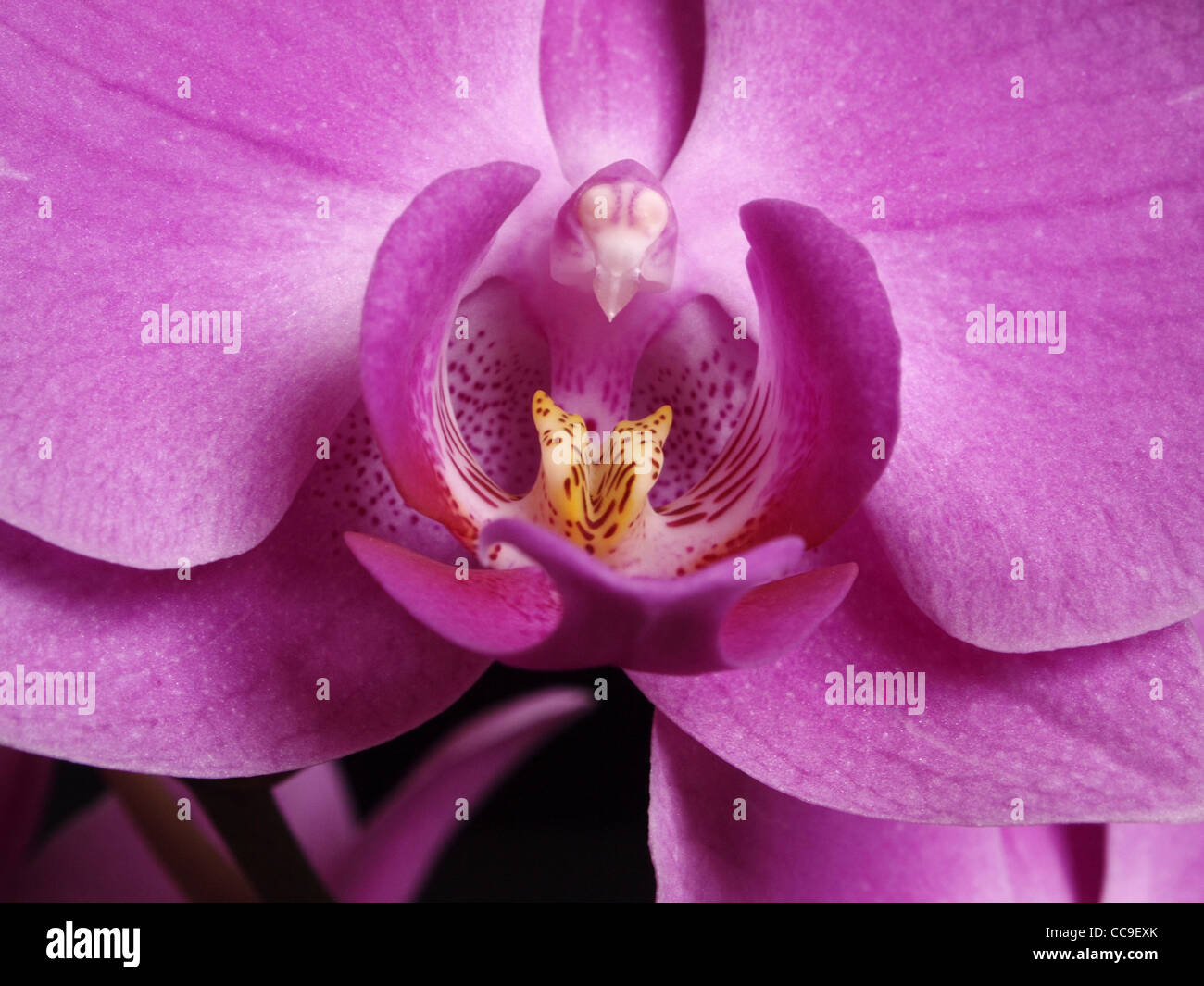 Orchid close-up mostra bird-come immagine Foto Stock