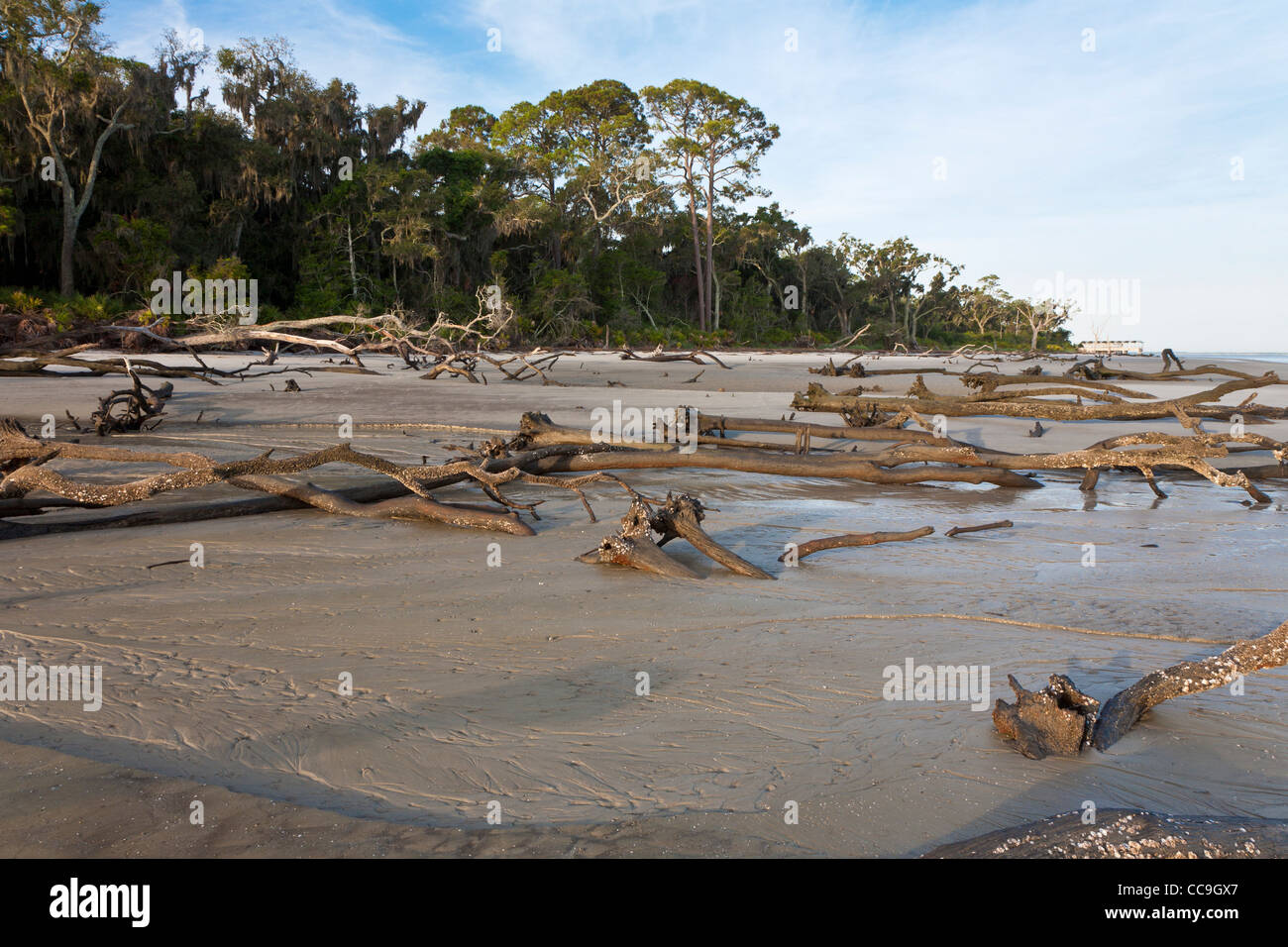 Caduta di alberi sradicati a Driftwood Beach su Jekyll Island, Georgia Foto Stock