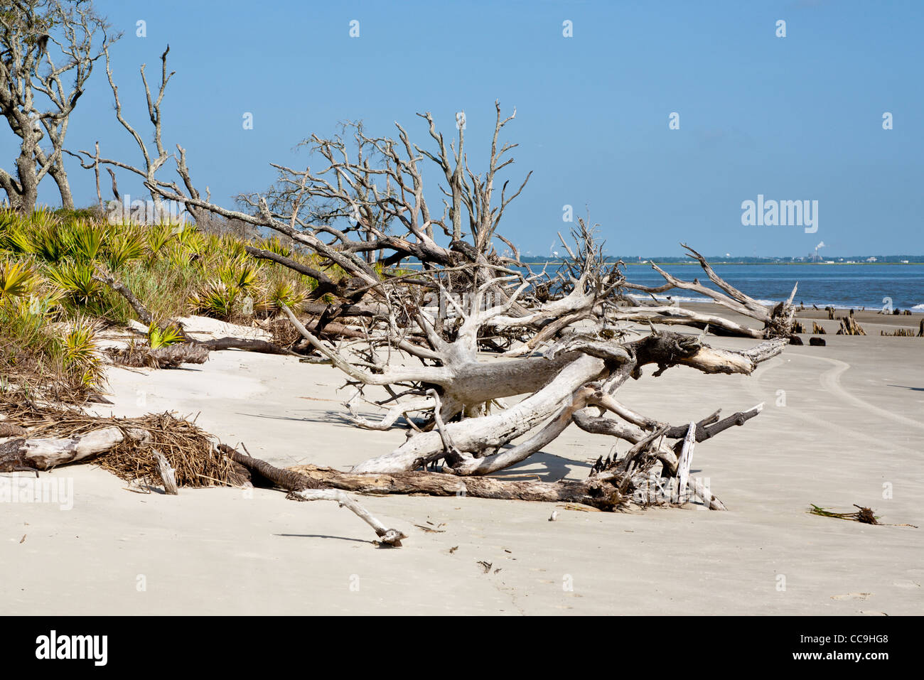 Caduta di alberi sradicati a Driftwood Beach su Jekyll Island, Georgia Foto Stock