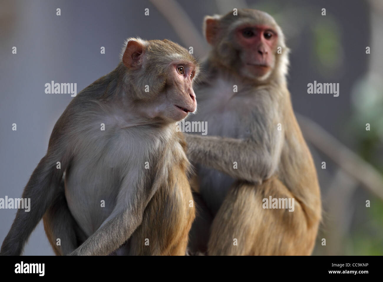 Macaco Rhesus (macaca mulatta) Foto Stock