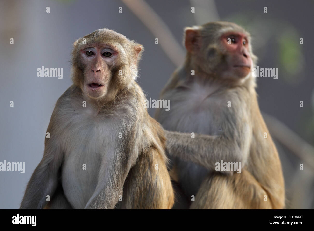Macaco Rhesus (macaca mulatta) Foto Stock