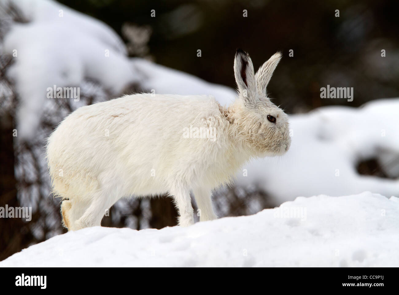 La lepre bianca nella neve (Lepus timidus) Foto Stock