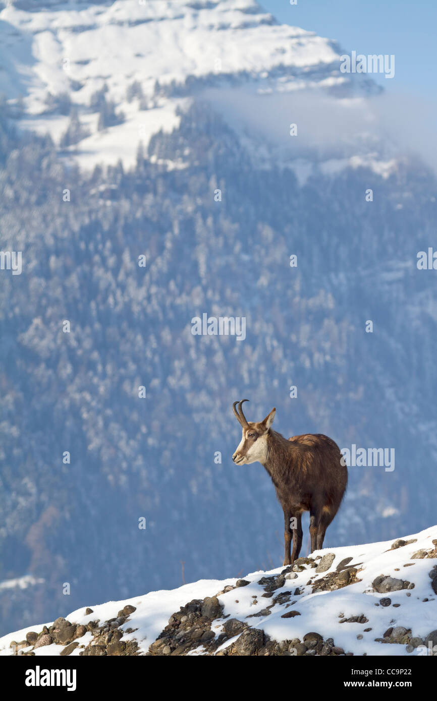 Il camoscio (Rupicapra rupicapra) Foto Stock