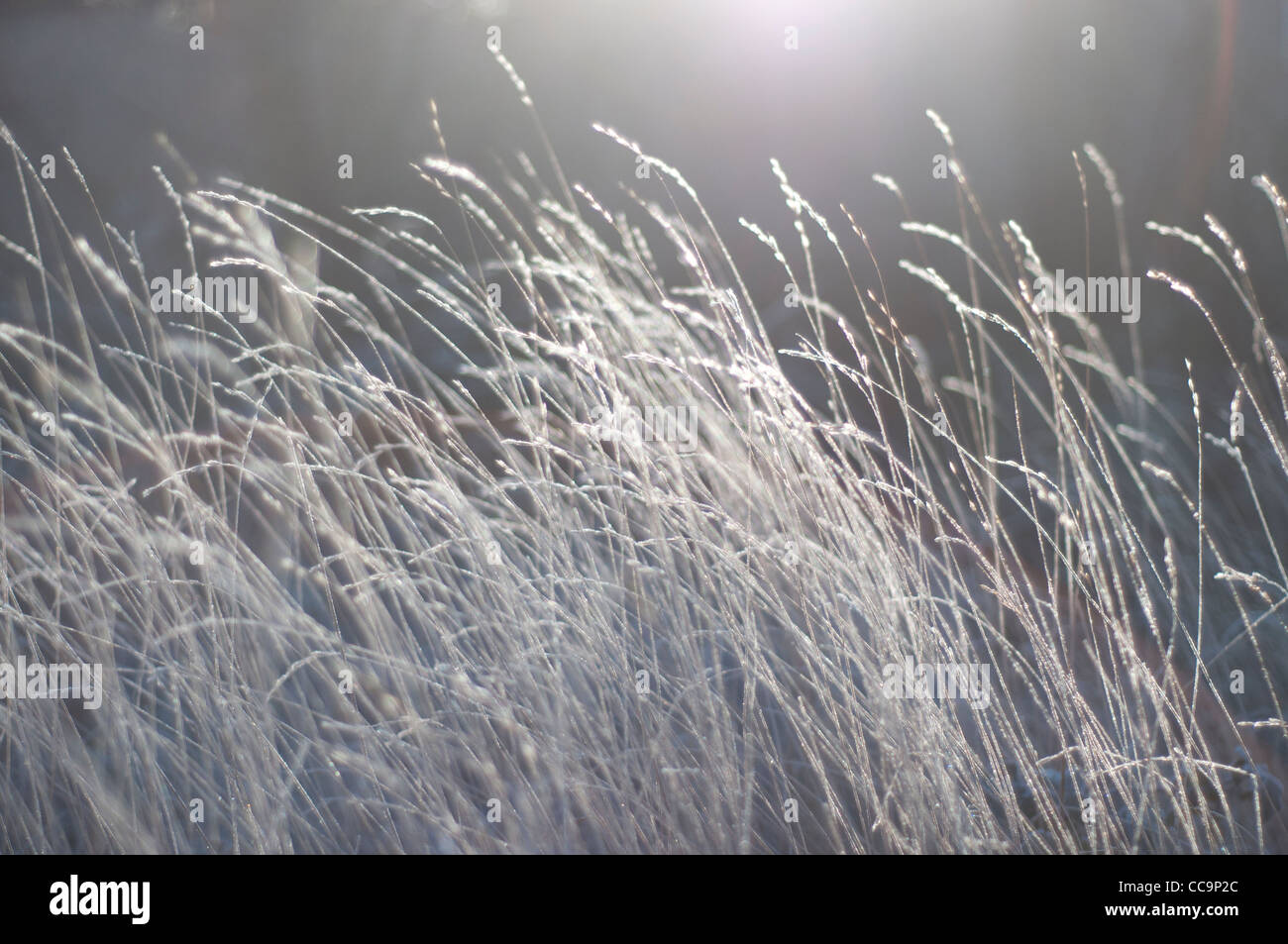 Il sole sulle erbe su un freddo, frosty mattina. Colori smorzati. Uno sfondo sfocato con erbe in focus Foto Stock