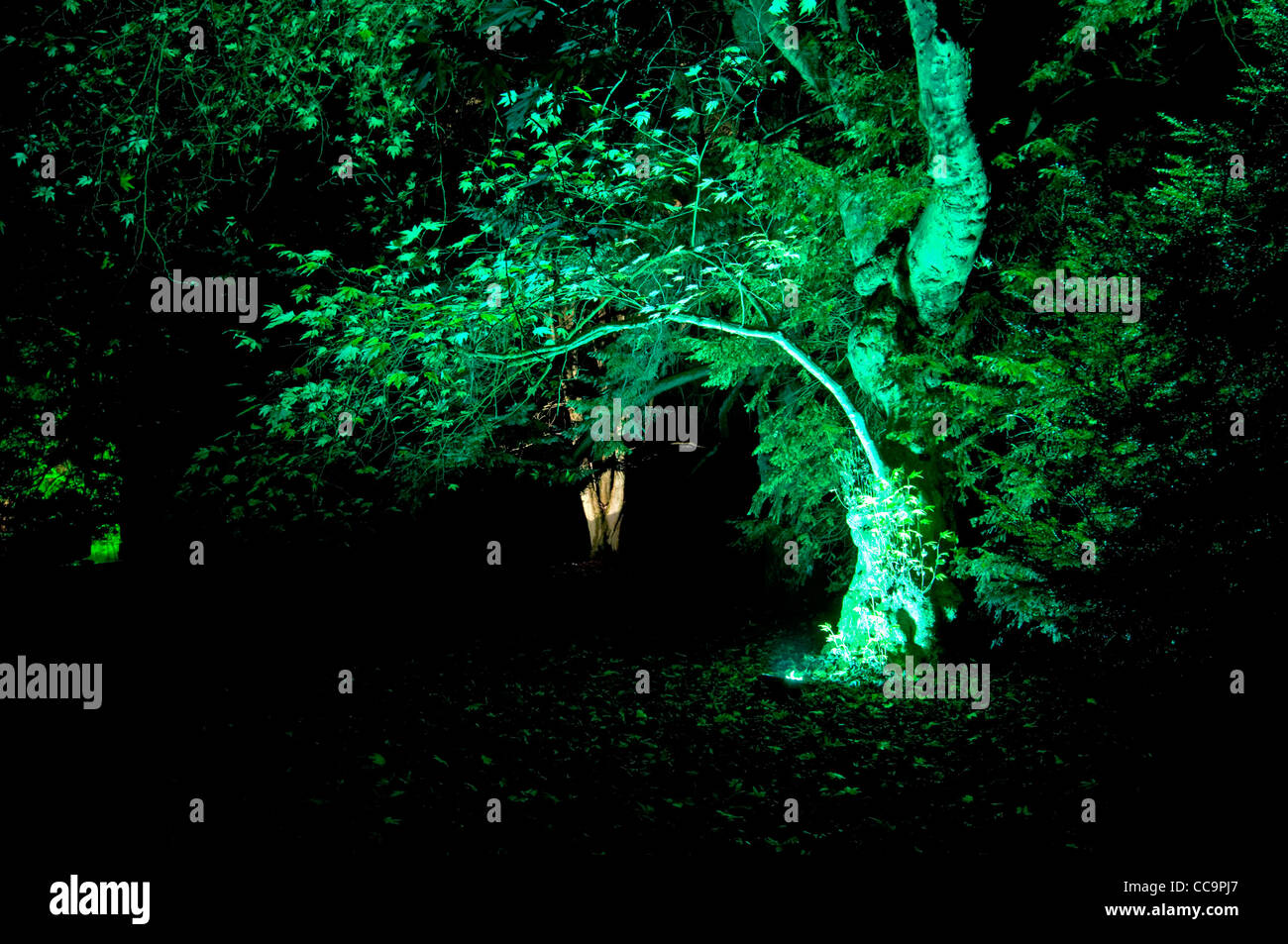 "Natale incantato' dell'evento a Westonbirt Arboretum, GLOUCESTERSHIRE REGNO UNITO Foto Stock
