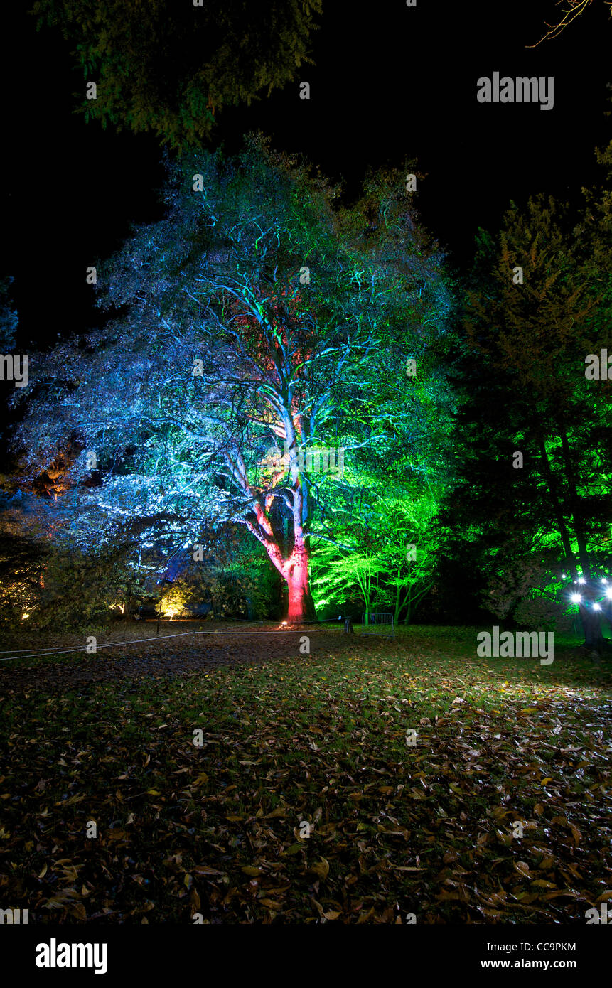 "Natale incantato' dell'evento a Westonbirt Arboretum, GLOUCESTERSHIRE REGNO UNITO Foto Stock