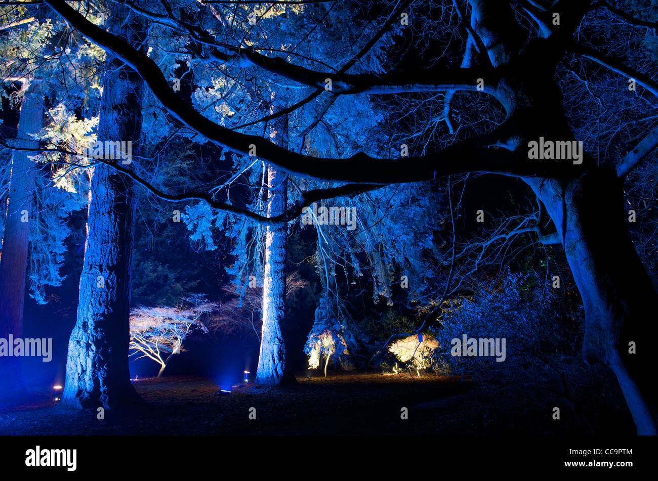 "Natale incantato' dell'evento a Westonbirt Arboretum, GLOUCESTERSHIRE REGNO UNITO Foto Stock