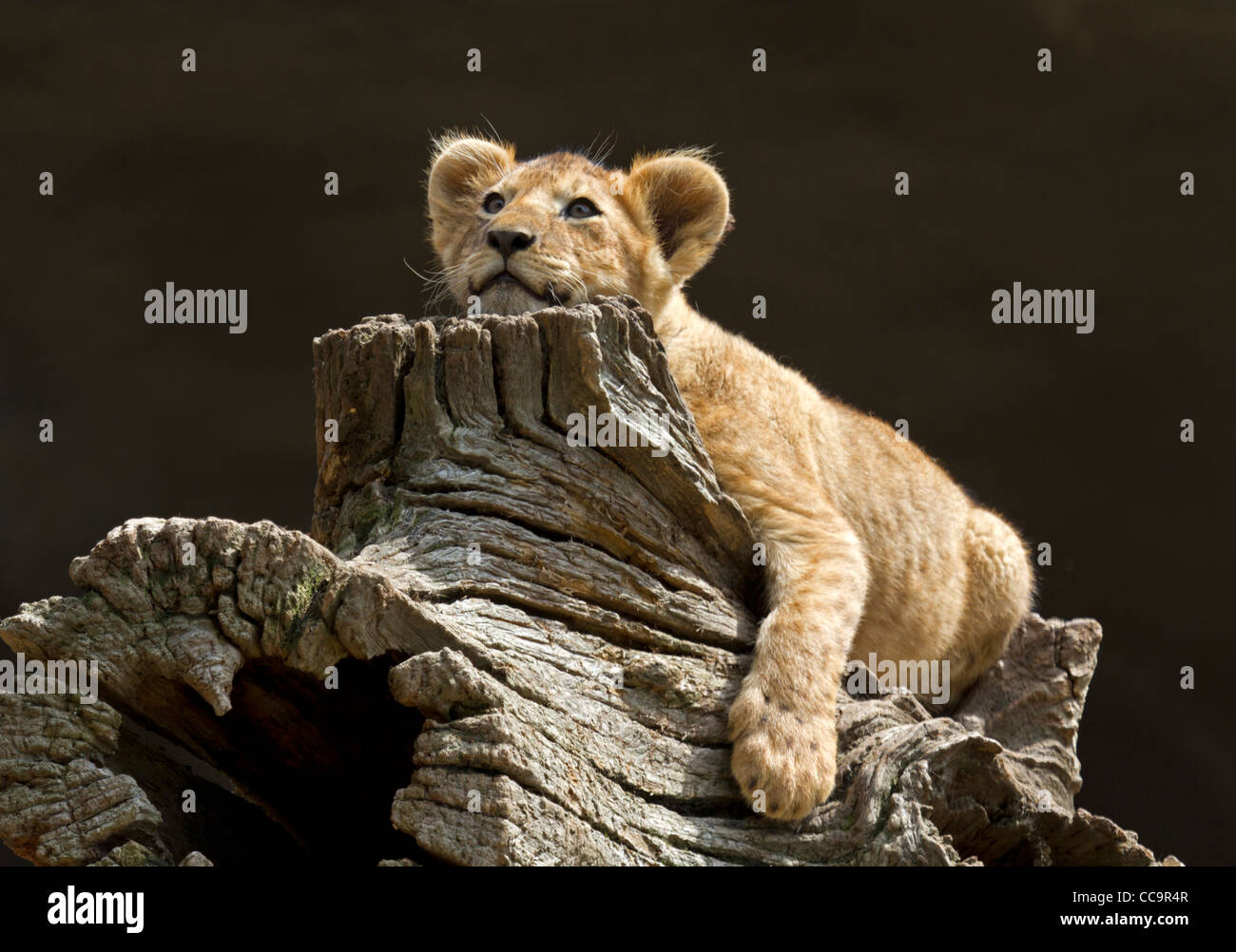 Lion (Panthera leo) Foto Stock