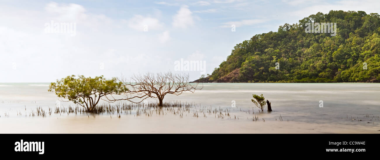 Alberi di mangrovie e foresta pluviale tropicale a Cape Tribulation, Queensland Australia, la foresta pluviale di Daintree Foto Stock