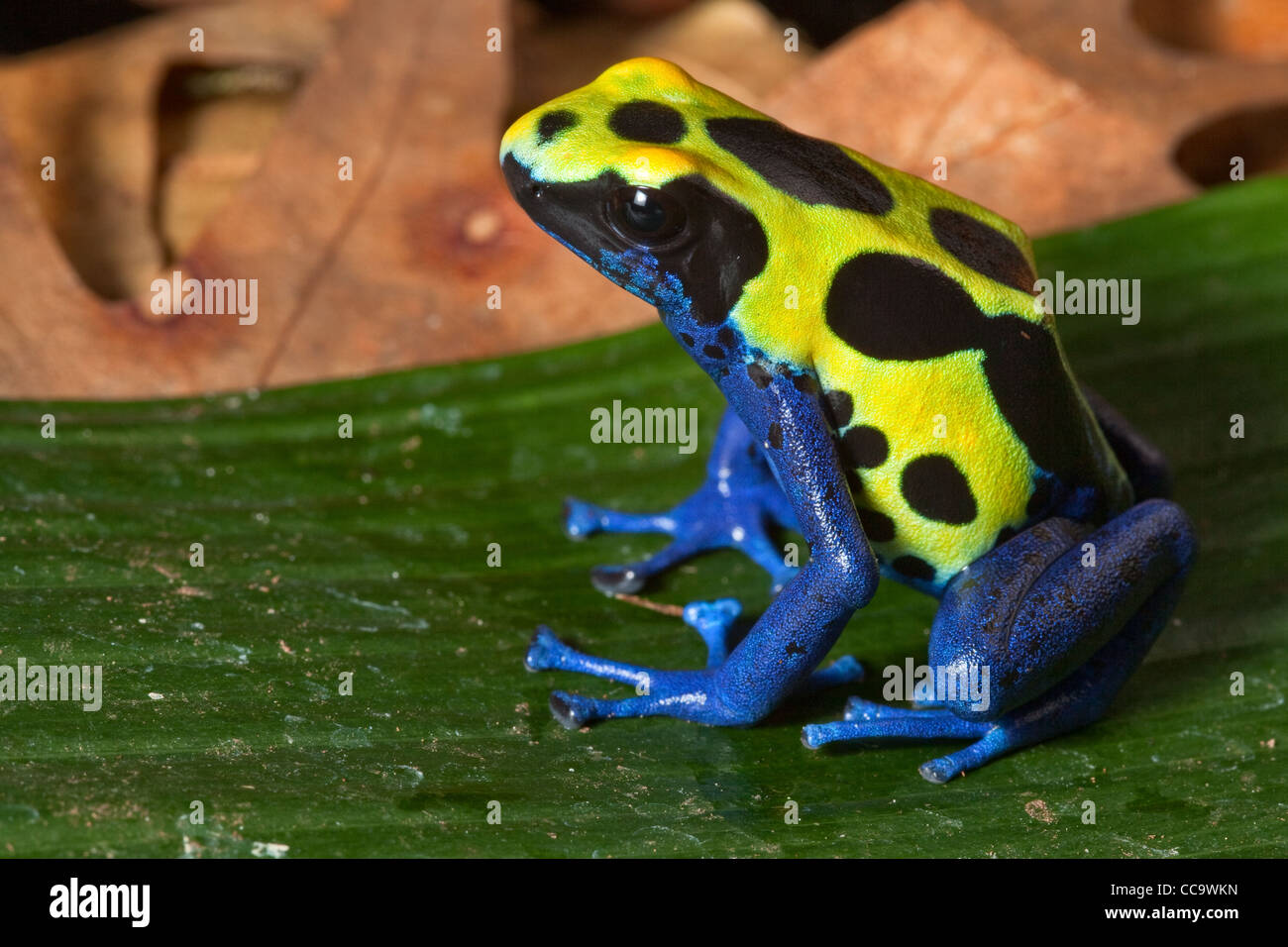 Deying poison dart frog, Dendrobates tinctorius, Amazon rain forest Suriname. Un bel blu velenose giungla tropicale animale. Foto Stock