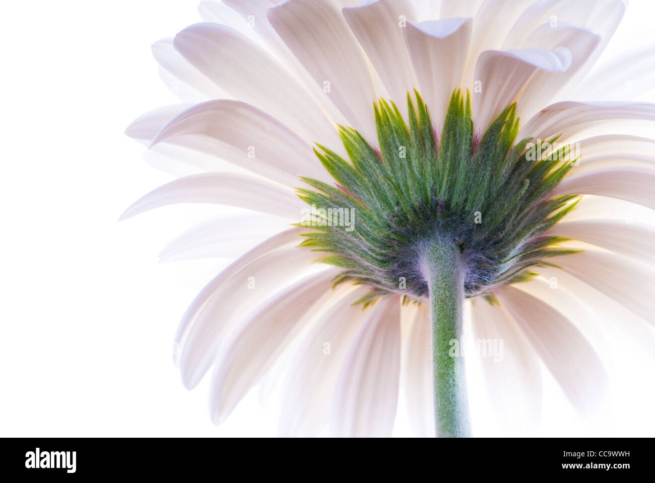 Macro della parte posteriore di un bianco gerbera isolato su bianco Foto Stock