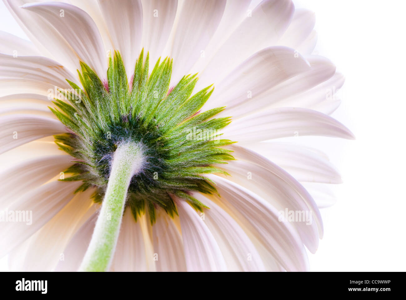 Macro della parte posteriore di un bianco gerbera isolato su bianco Foto Stock