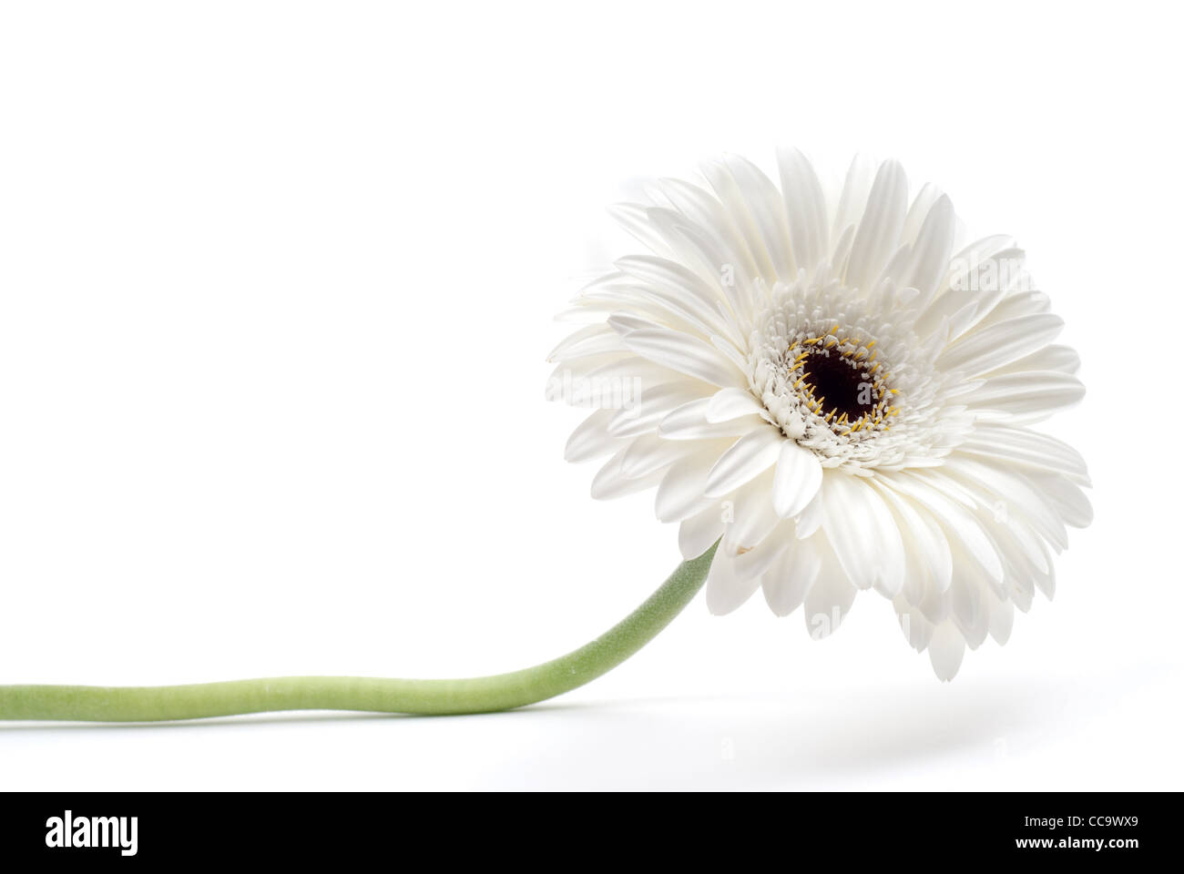Bianco fiore di gerbera isolati su sfondo bianco Foto Stock