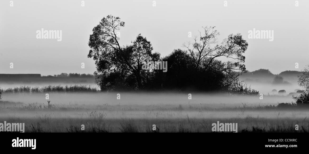 La nebbia in prato, al mattino. Capriolo emerge dalla nebbia. Sullo sfondo è possibile vedere la forma degli alberi. Foto Stock