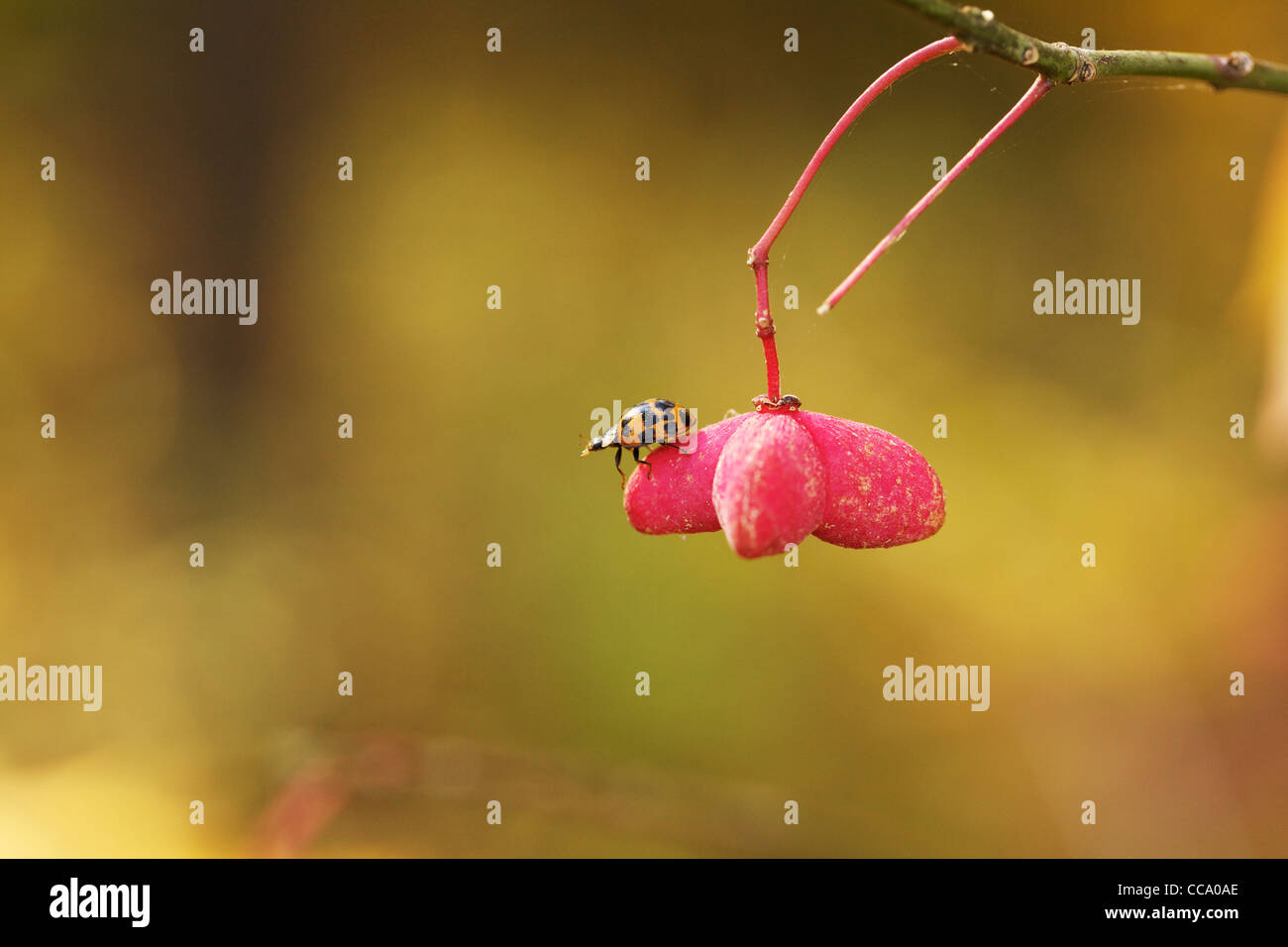 Una coccinella beetle sul frutto di orientali wahoo tree. Starved Rock State Park Illinois Foto Stock