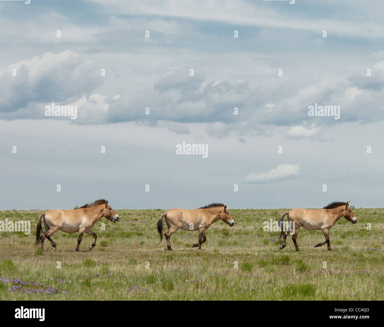 Di Przewalski cavalli in esecuzione (Equus ferus przewalskii) Foto Stock