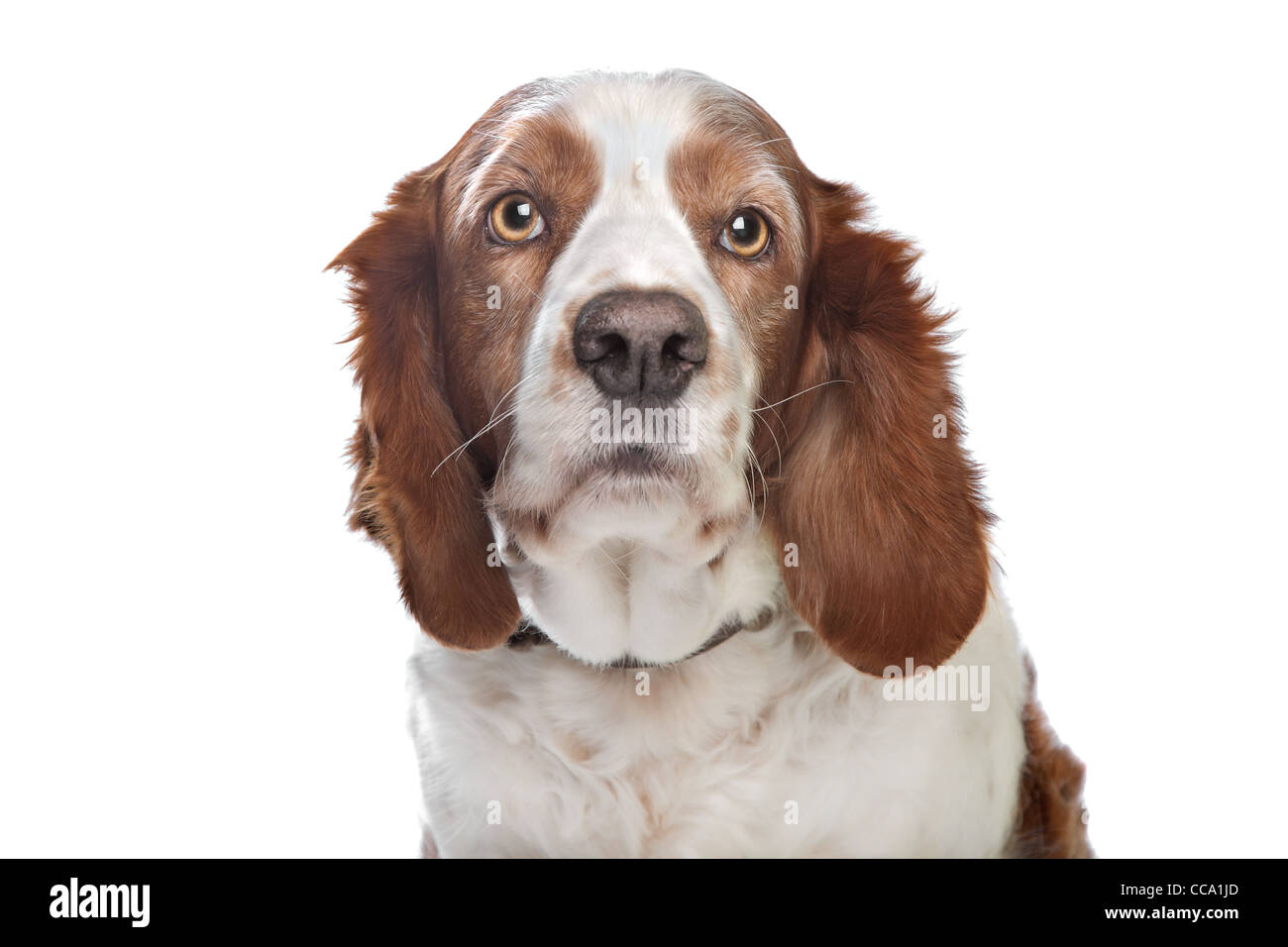 Welsh Springer Spaniel davanti a uno sfondo bianco Foto Stock