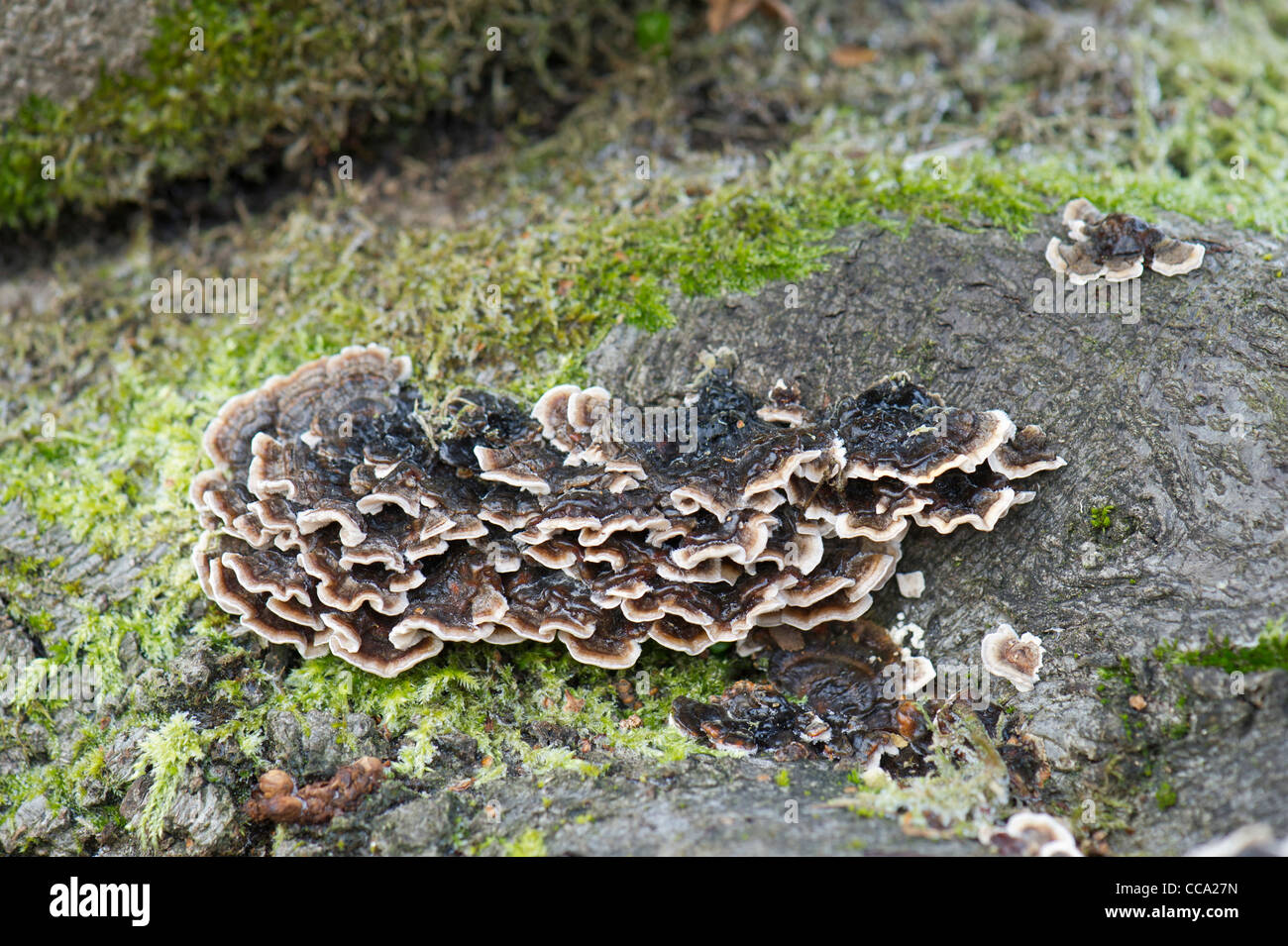 Molte zone polypore fungo o la Turchia tails (staffa comune fungo) cresce su moss coperte di legno morto in Scozia, Regno Unito. Foto Stock