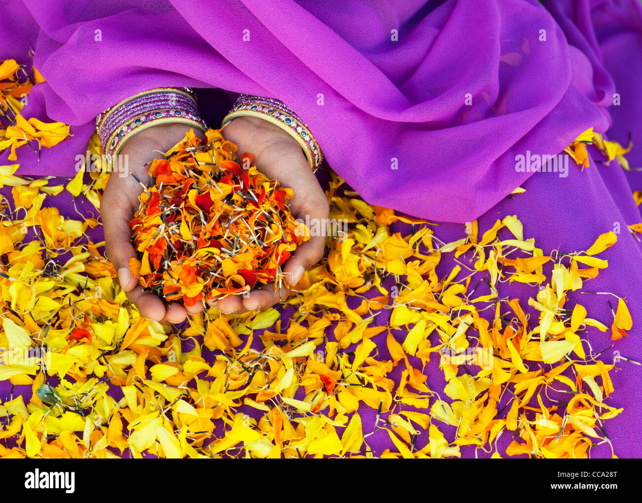 Ragazze indiano mani calendula petali di fiori. Andhra Pradesh, India Foto Stock