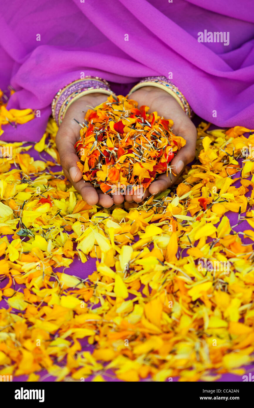 Ragazze indiano mani calendula petali di fiori. Andhra Pradesh, India Foto Stock
